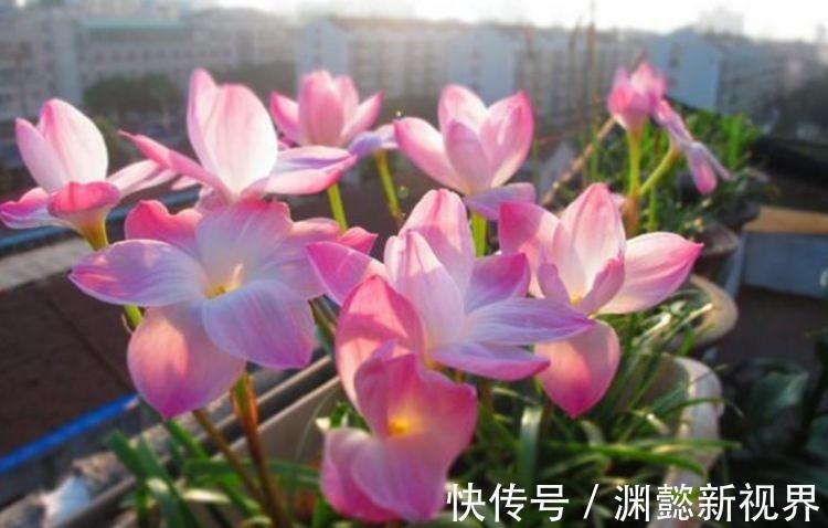 风雨兰|家里就养4种花,沾土就活,开花多、花期长,懒人新手都能养好!