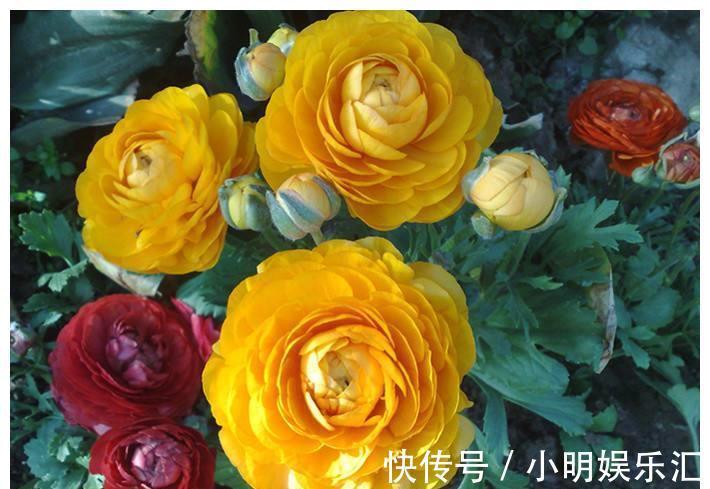 金鱼草|6种“漂亮花”,五块钱买一盆,持续开花200天,太便宜了