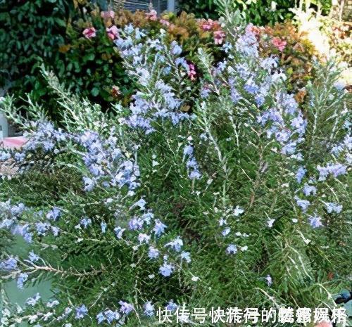 香气|5种香花，家里养一盆，好看还“养人”，全家都健康