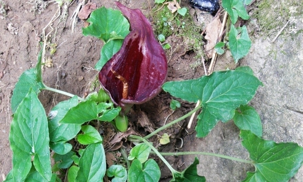 痈疖肿毒|山里遇见这种植物,是您福分,请记住它,当下极为珍贵
