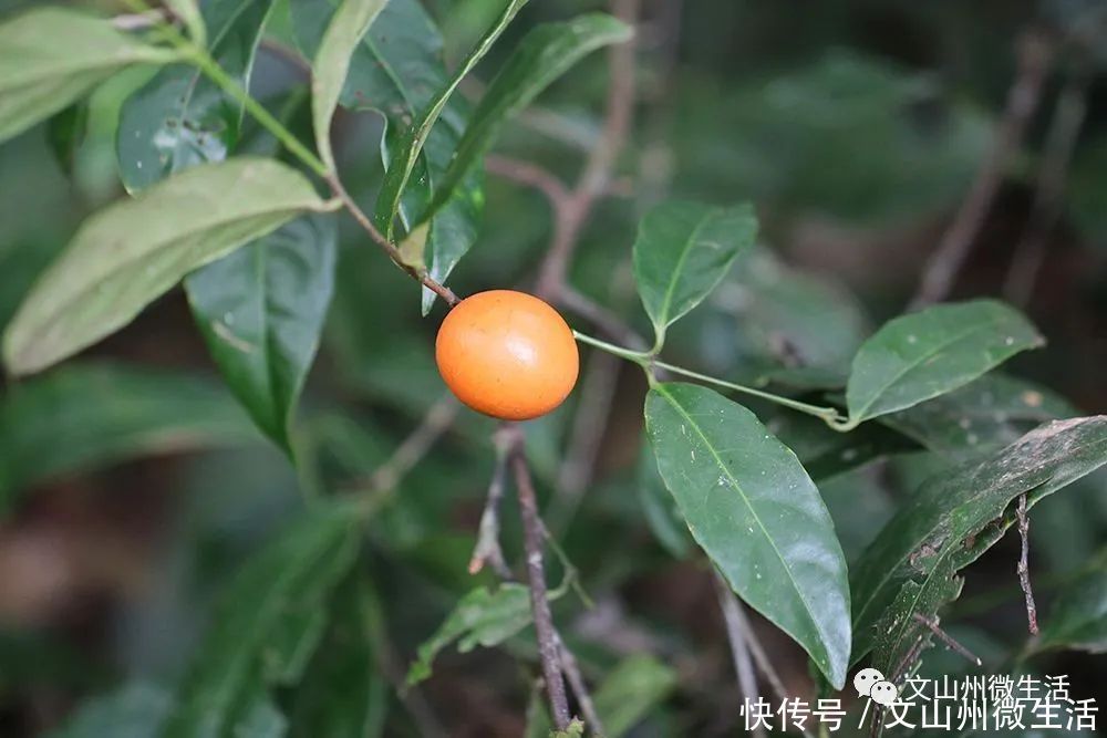 文山州这里发现五层龙