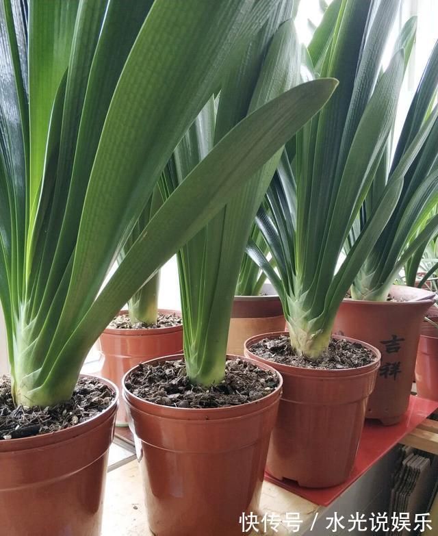 君子兰|做好“2件事”,君子兰“根壮”,新叶多,年年开“爆盆”