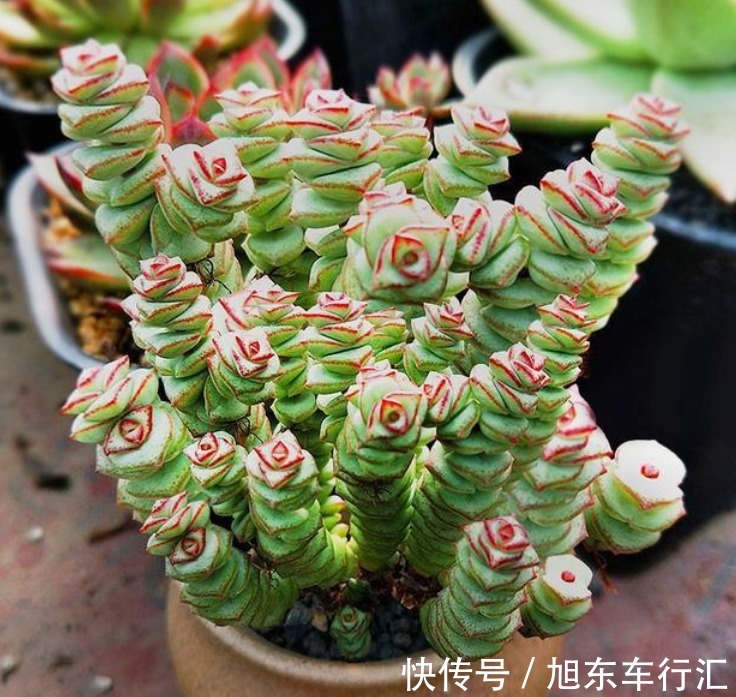 4种花号称“有钱花”,福运、财运滚滚来,越养越有钱,家家必养