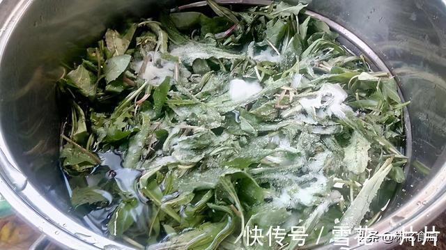 夏季|蒲公英可以直接晒干泡茶吗？弄清楚才能喝得放心，夏季消暑必备
