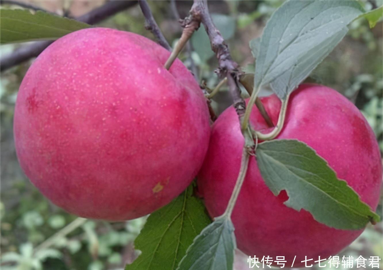 排毒|对身体很好的3种食物,平时经常吃,排毒清肠,抗衰老,增强体质