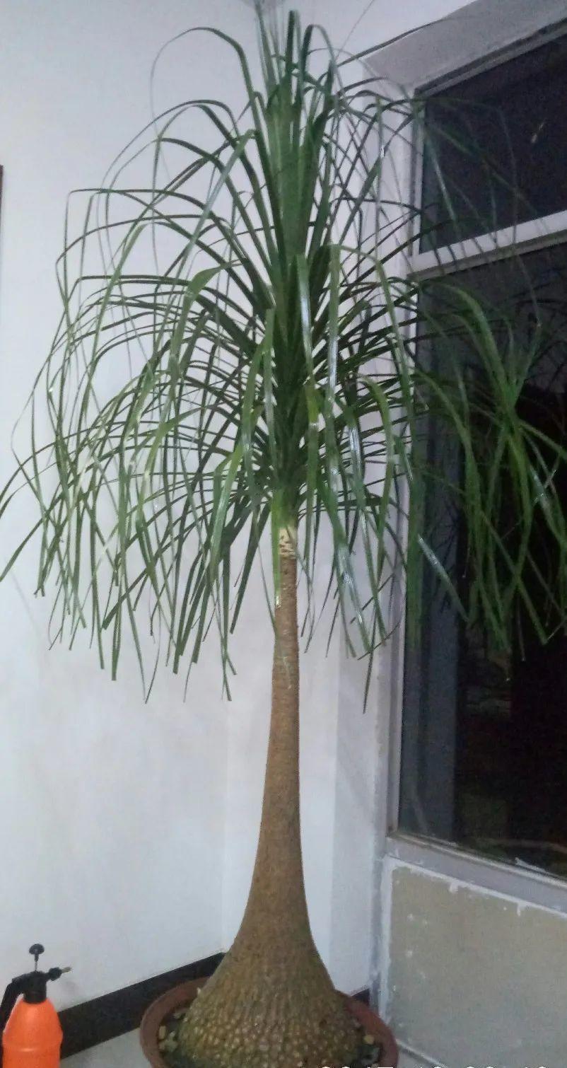 超级耐旱花,整个冬天不浇水,还能胖一圈!