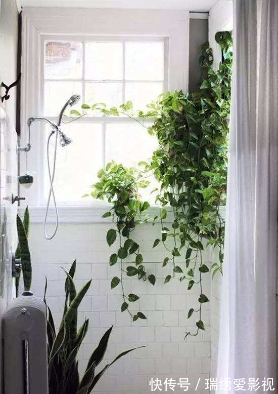 厕所再小，也要养盆吸味花，清除臭味、异味效果好