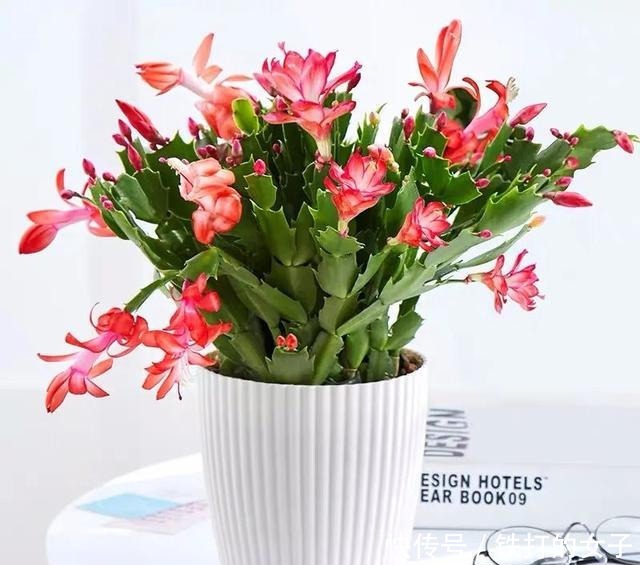 浇水|这三种花就爱小盆,盆越小,长得越旺!