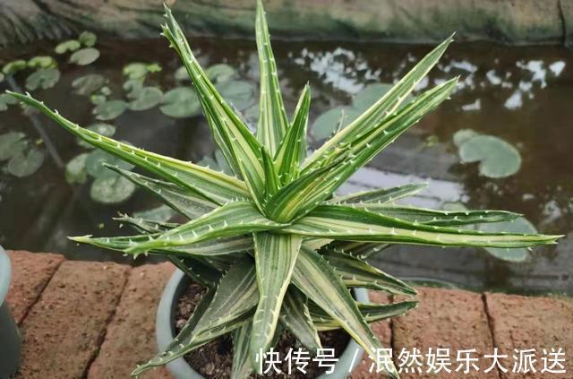 根系|芦荟叶片瘦弱不生长简单做“2步”，叶片肥厚根系壮，侧芽爆盆