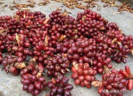 才能|南方才能种,根似生姜果像红枣,很多人以为有毒,却卖35元1斤