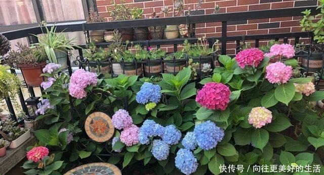 到了8月底 养绣球花抓住 3个 重点 枝条多 明年花朵密 粉紫色