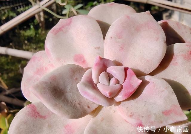  低端|多肉中的“奔驰”，大神的“香饽饽”，新手却把它当成低端货