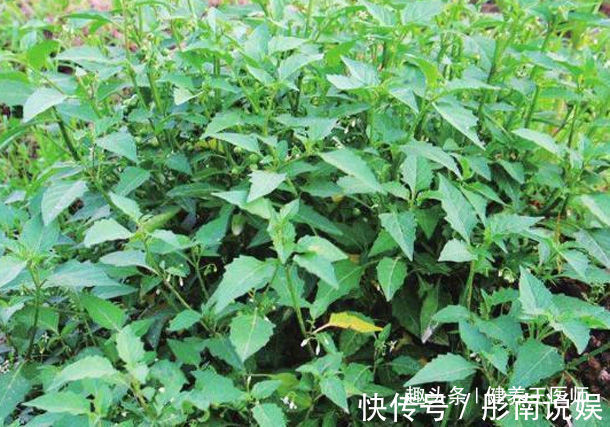 消炎止痛|农村田里的4种“救命草”,消炎止痛、解毒抗癌,谁吃谁“长寿”