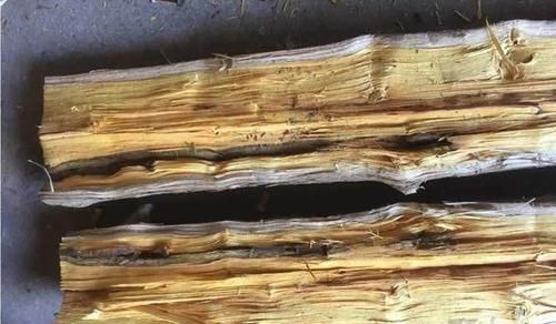 丝线$遇到这种树,别再摘叶子喂蚕了,全国稀有,俗称“黄金木”