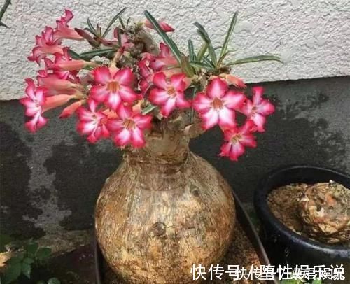 蟹爪兰|养这三种花,盆越小,开的花越多,放大盆还容易死