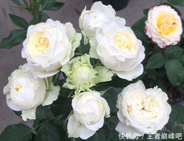 为何扦插月季,总成活不了这里送你一套“攻略”,栽种就靠它了!