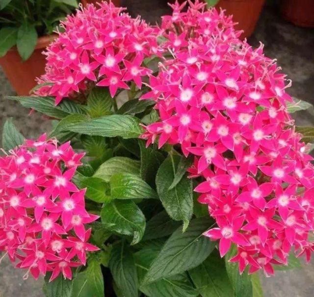 才能|把花种花盆里就像人穿鞋,适当“垫一垫”,才能透气不“捂根”!