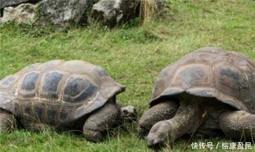 王八|俗语:“千年王八万年龟”,下一句更为经典,道尽人生真谛