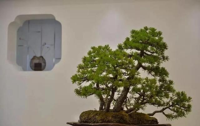 家居环境里|家庭盆景正确的摆放姿势,从4个方面来考虑,解决盆景放置的窘境