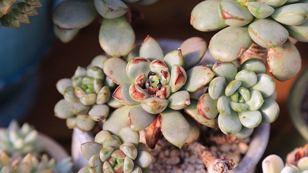 生龙活虎|花晒伤咋整几个方面必须注意,两天就能重新生龙活虎!