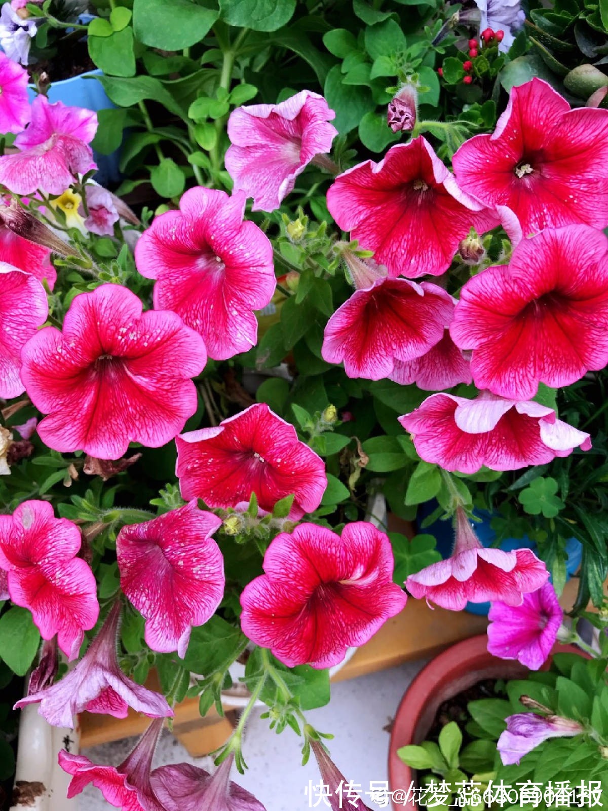 秋天|秋天是养草花的季节,12种草花现在播种,俩月就能开花