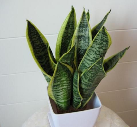 虎尾兰怎样长得快？