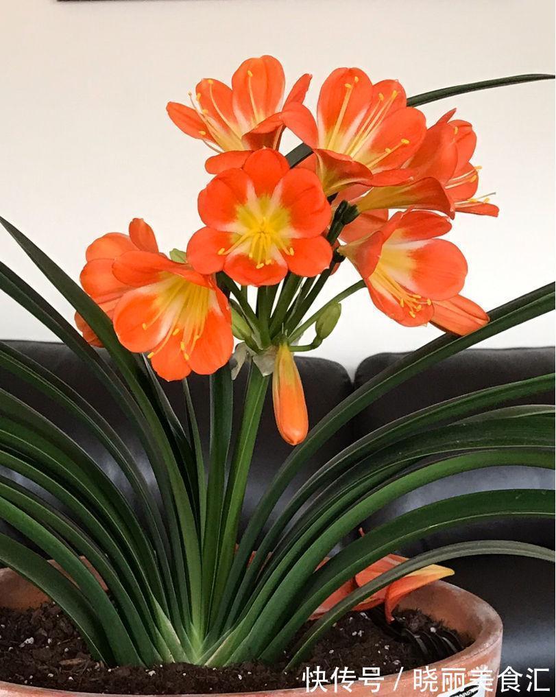 花盆|养花人的“大难题”,花盆插根“筷子”就能解决,不黄叶,开花旺