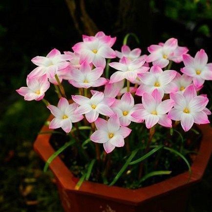 小球|一种可爱美丽的花卉盆栽,很好种,三天就能开花,耐热耐寒,深受喜爱