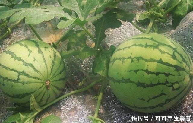 买西瓜别再拍来拍去了，学会看这2个地方，保证挑的个个又沙又甜