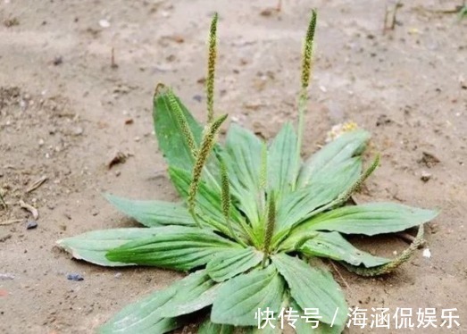 小便|野地车前草,养生大功效!车前草有七大顶级妙用,极少人知道!