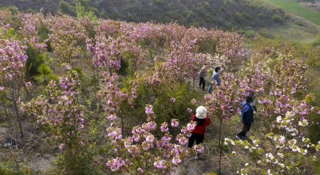 淅川这个地方，满山开满鲜花，你可能还不知道！