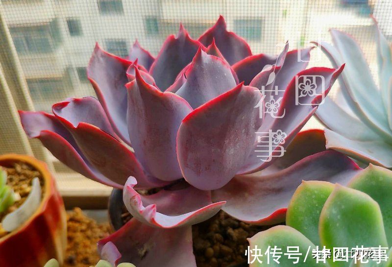 肉肉|秋天养多肉，运用3要素合理虐养，适当“进补”，养出果冻小胖墩