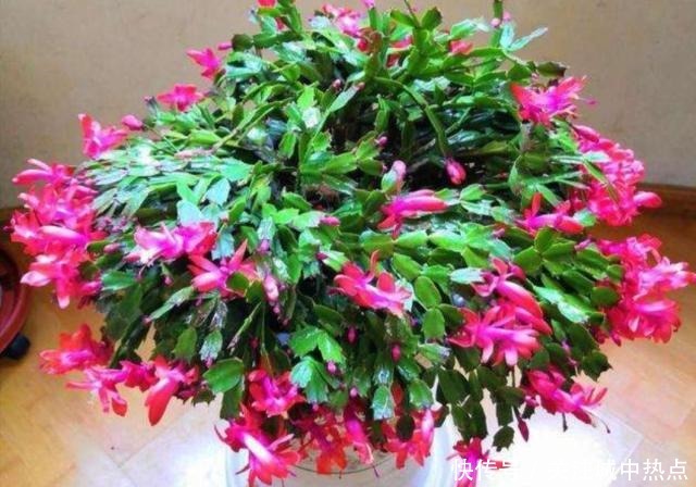 养蟹爪兰,入冬后3个地方不能放,否则影响开花!