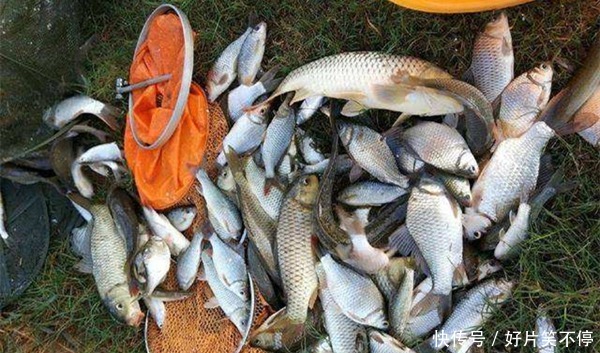 冬季钓鲫鱼,水温低鱼口轻,硬尾浮漂和软尾浮漂,哪种更好用?