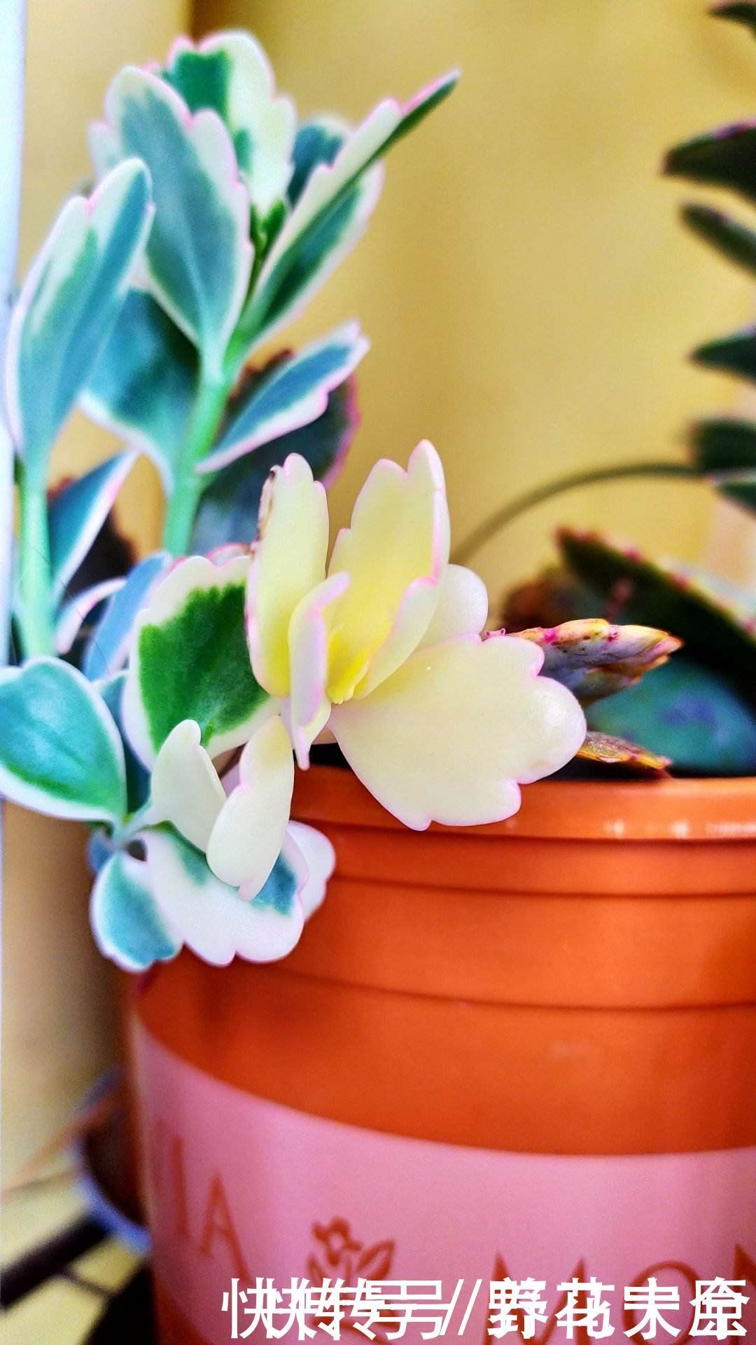 身价|多肉变“畸形”,身价能翻好几倍,可遇不可求