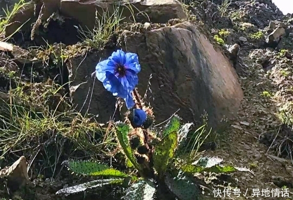 1种花，比“天山雪莲”还珍贵，遇见就是幸运