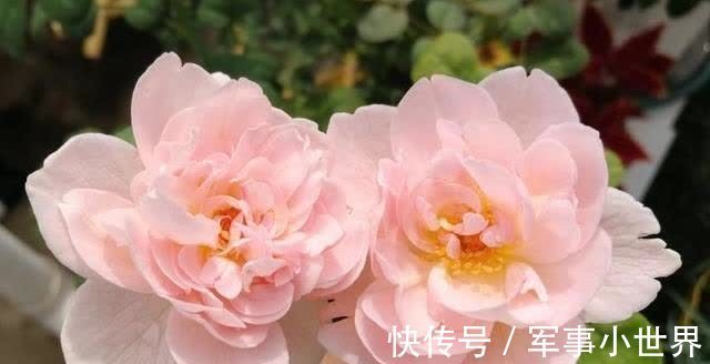 秋花|月季春花和秋花有什么区别？春花过后，做好3个多，秋花不愁开