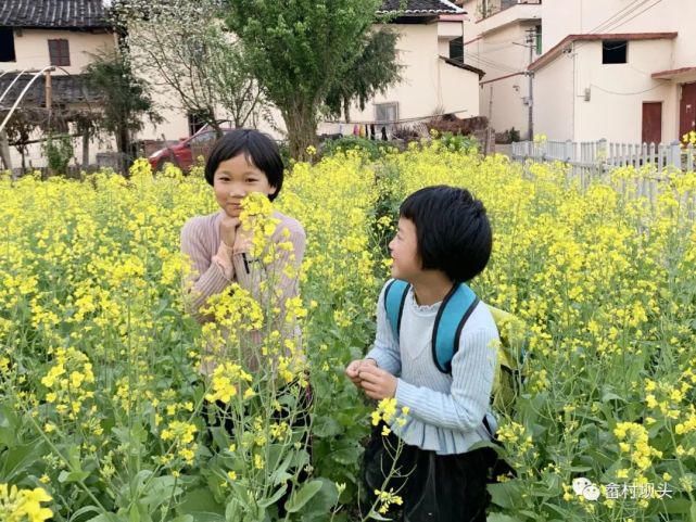 油菜花开，寿宁坝头等你打卡……