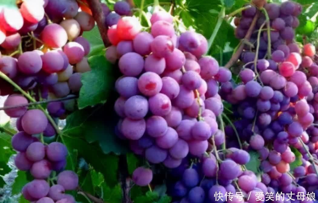 菠萝蜜|想长寿先排毒,三种食物离不开,排毒养颜,提高免疫力!