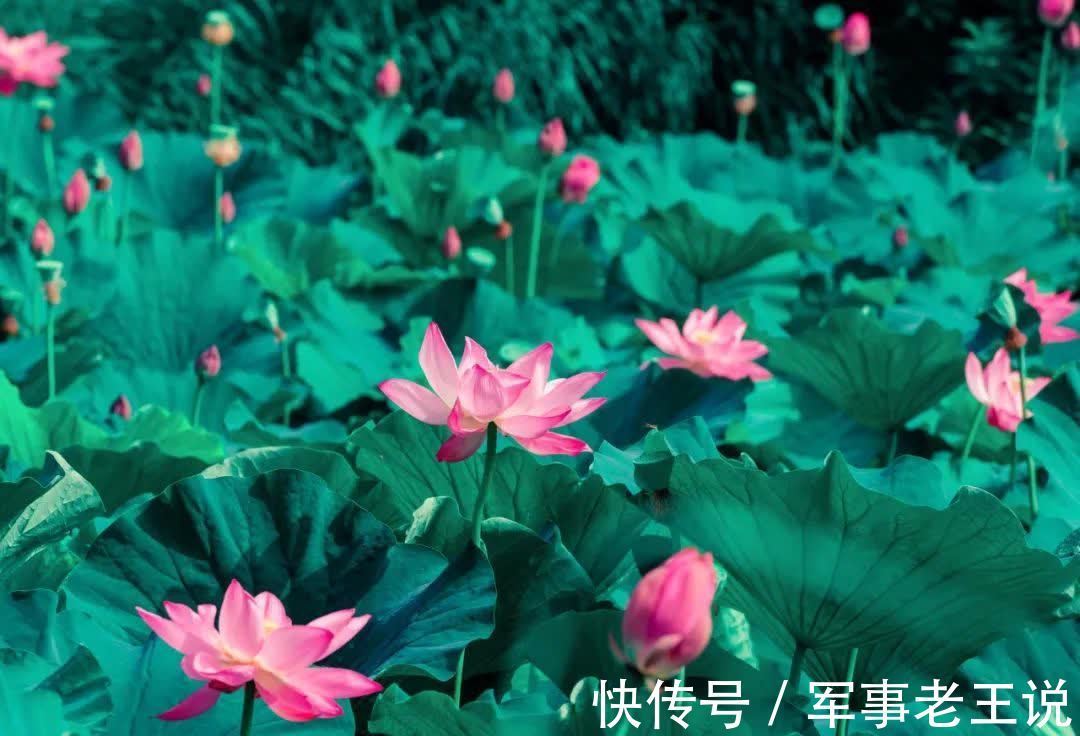 宿新市徐公店#杨万里最经典的10首诗词,映日荷花,午梦扁舟,读一次治愈一次