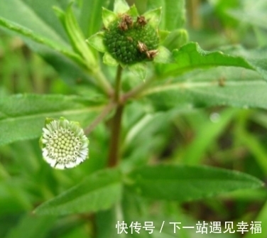 墨旱莲|形状像马齿苋似柳叶，看上去像葵花似菊花，别忽视