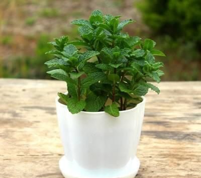  叶片|花卉出现黄叶的情况，可以给它们食用点药，轻松解决黄叶情况！