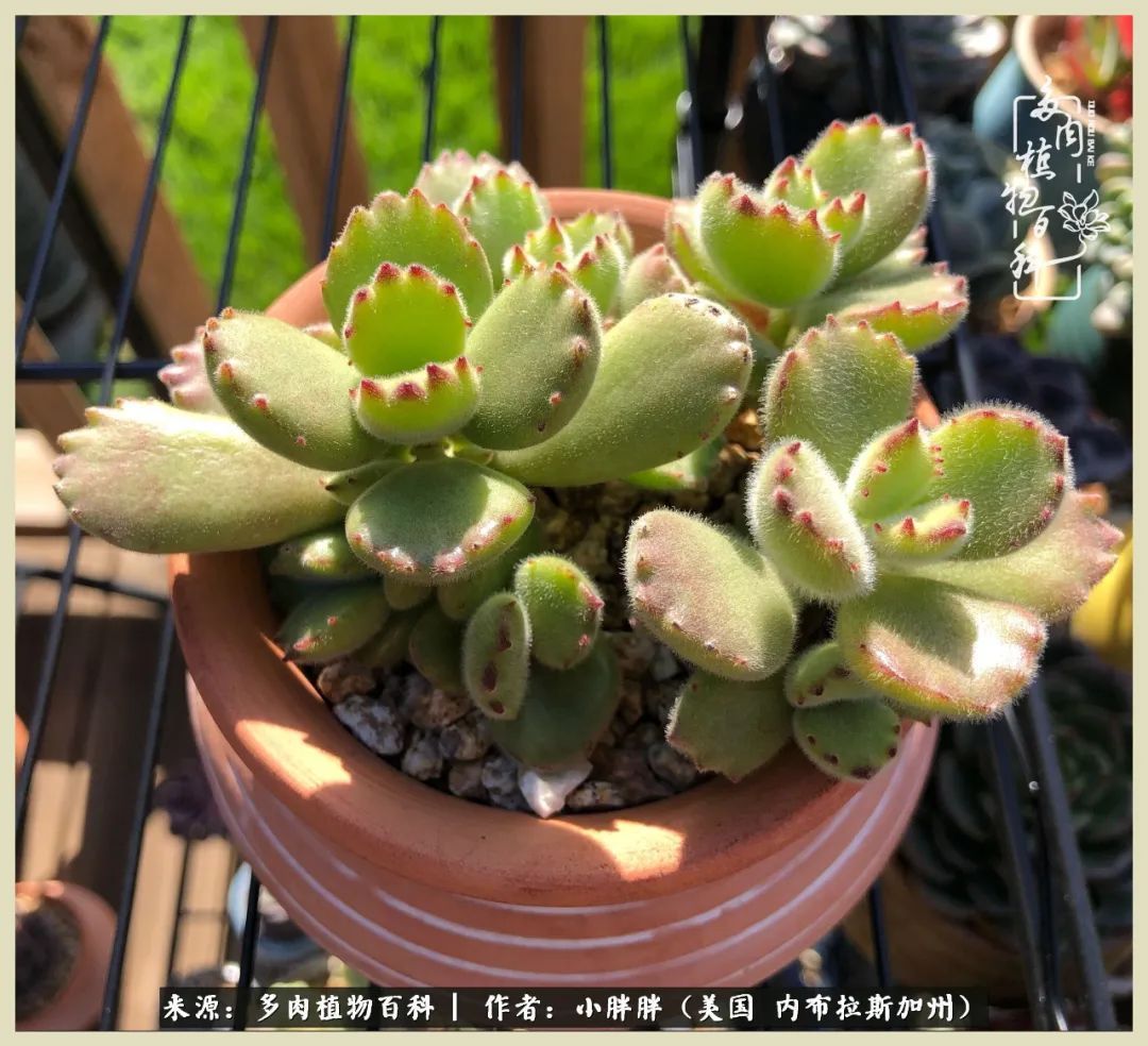 百科|这多肉对比图太上头了!小白鄙视链奋斗记之咸菜干也有春天!