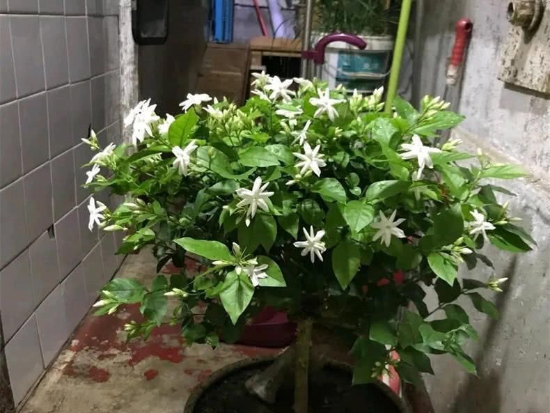 茉莉|6月养茉莉,做好这3点,让茉莉生长有动力,爆花不断