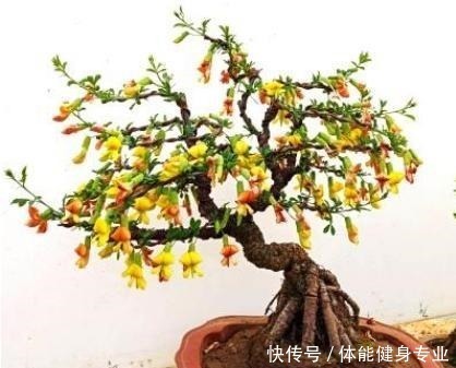 霸气|想要院子高档,就养这2种花,根茎外漏,霸气十足,身价翻倍涨!