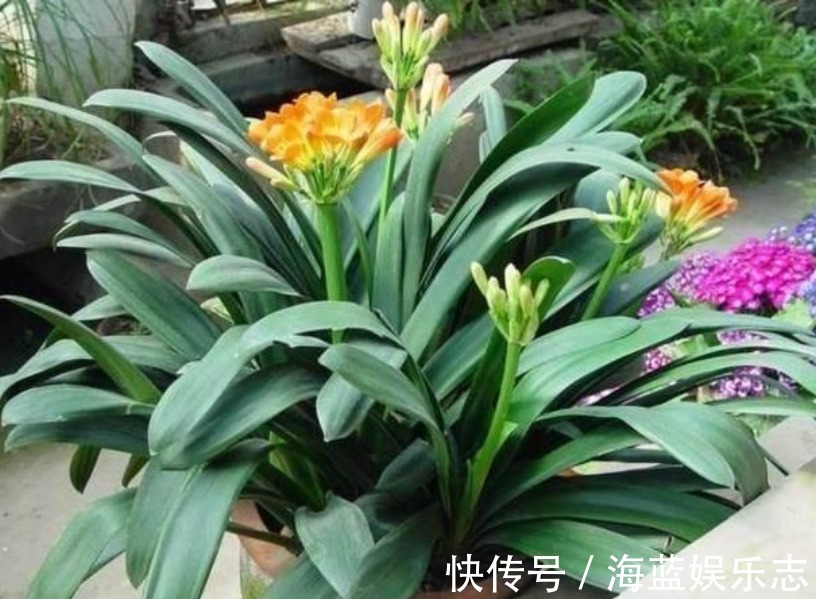 养花|家里3种垃圾“不要丢”用来养花，透气营养长得旺，养啥都爆盆