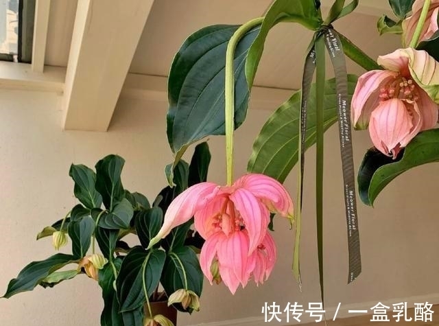 被过度吹捧的“三种花”,仅照片好看,入手发现“丑得”一塌糊涂