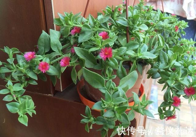 家里养花就养它，扔个枝条就生芽，长出大盆的菜，开出满满的花
