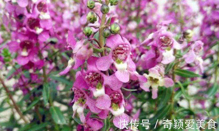 仙客来|养花就养4种花,好养易活花量大,寓意吉祥人人爱,家里养真适合