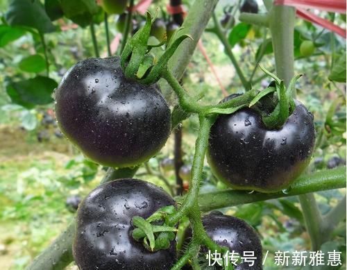 刺梨刺梨|女性過了40歲，3種食物不錯過，排毒養顏、增強體質